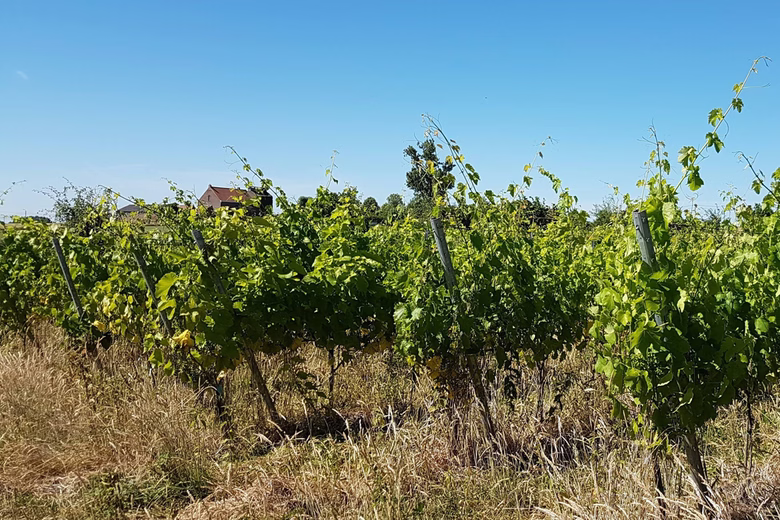 Rows of green grapevines in a vineyard with a house and trees in the background under a clear blue sky.