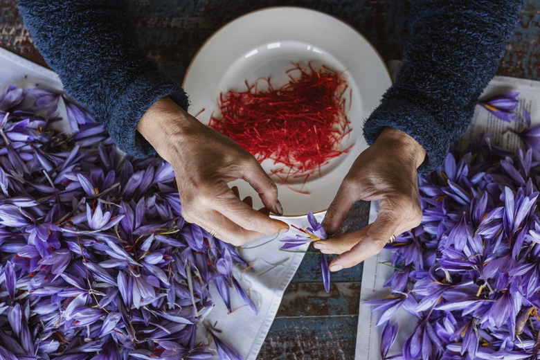 Hands extracting red saffron threads from purple crocus flowers over a plate