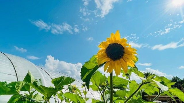 A vibrant sunflower blooming under a sunny blue sky with green leaves and a greenhouse in the background.