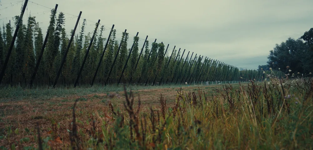 Rangée de perches inclinées soutenant des plants de houblon en plein champ, sous un ciel nuageux. Premier plan herbeux et sec, arbres visibles à droite. Atmosphère automnale.