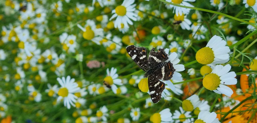 Een zwart-witte vlinder zit op kamille bloemen met witte blaadjes en gele harten, omringd door een veld van bloeiende kamille en groen blad.