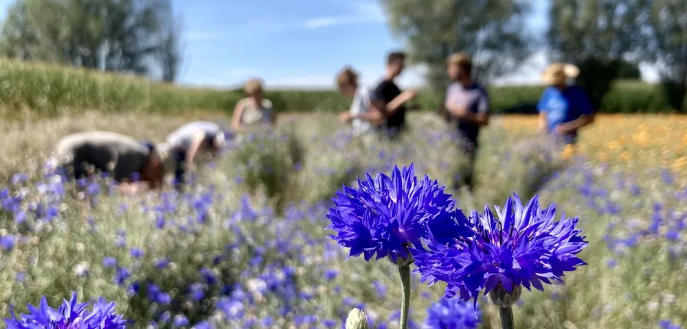 Een veld vol blauwe korenbloemen op een zonnige dag. Op de achtergrond plukken meerdere mensen bloemen tussen de rijen. Groene bomen en een blauwe lucht zijn zichtbaar in de verte.