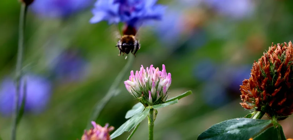 Een hommel vliegt boven een roze klaverbloem in een bloemrijke tuin. Op de achtergrond zijn blauwe korenbloemen zichtbaar. Rechts zijn bruinrode klaverbolletjes te zien.