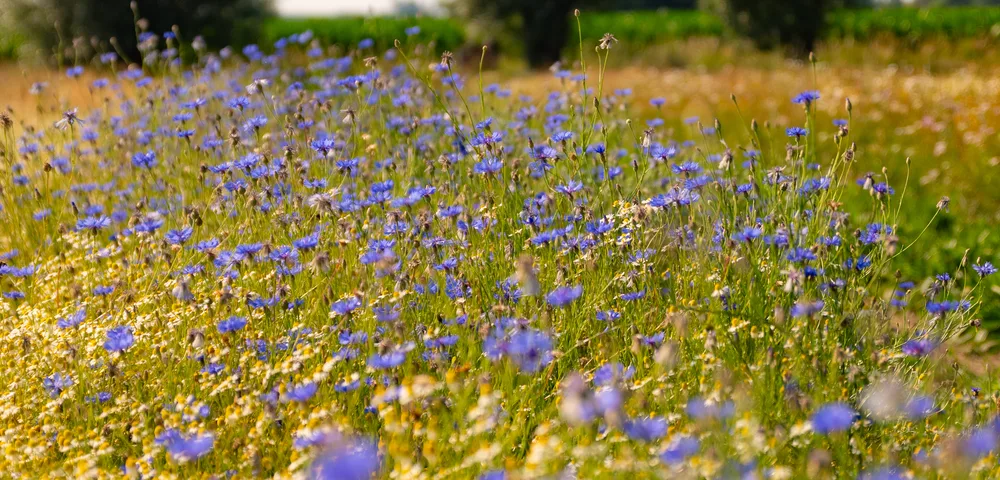 Een veld vol blauwe korenbloemen en gele wilde bloemen onder een heldere hemel. Op de achtergrond staan twee ronde bomen en groene gewassen.