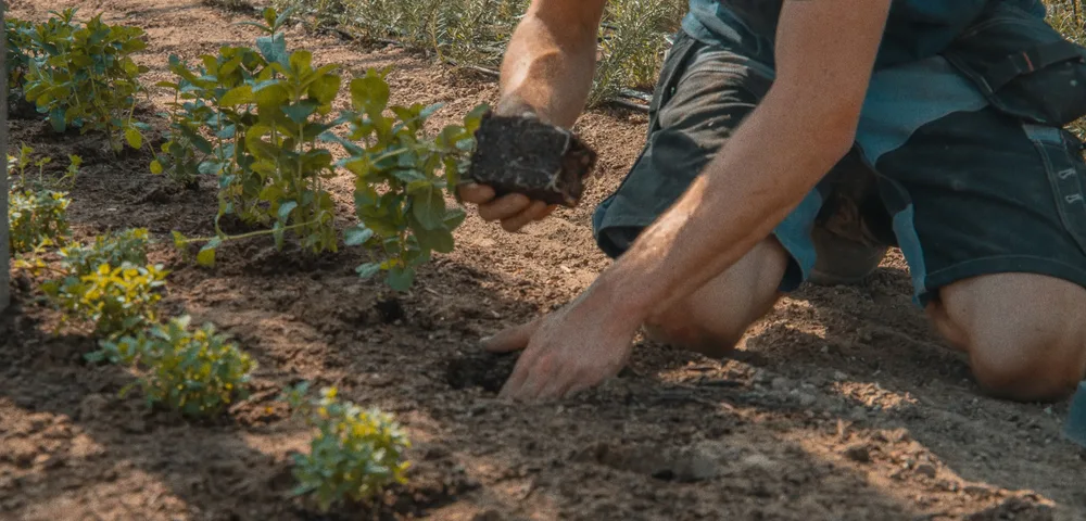 Een tuinman in korte werkbroek zit op zijn knieën in de zonnige aarde en houdt een kluit grond met wortels vast, naast een rij jonge plantjes die hij aan het planten is.