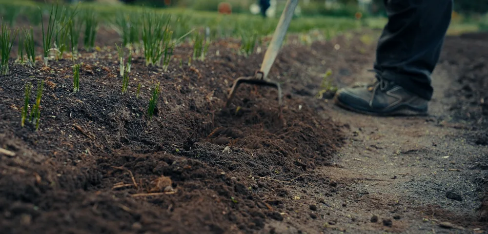 Laag perspectief op een moestuinbed met donkere, losse aarde en jonge groene sprietjes. Een persoon in werkschoenen en donkere broek schraapt met een schoffel over de grond, naast een zandpad. Op de achtergrond zijn wazige velden zichtbaar.