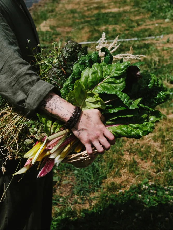Person in dark jacket holding a large bunch of freshly harvested rainbow chard with colourful stems, tattooed hands visible, standing in a garden or farm field.