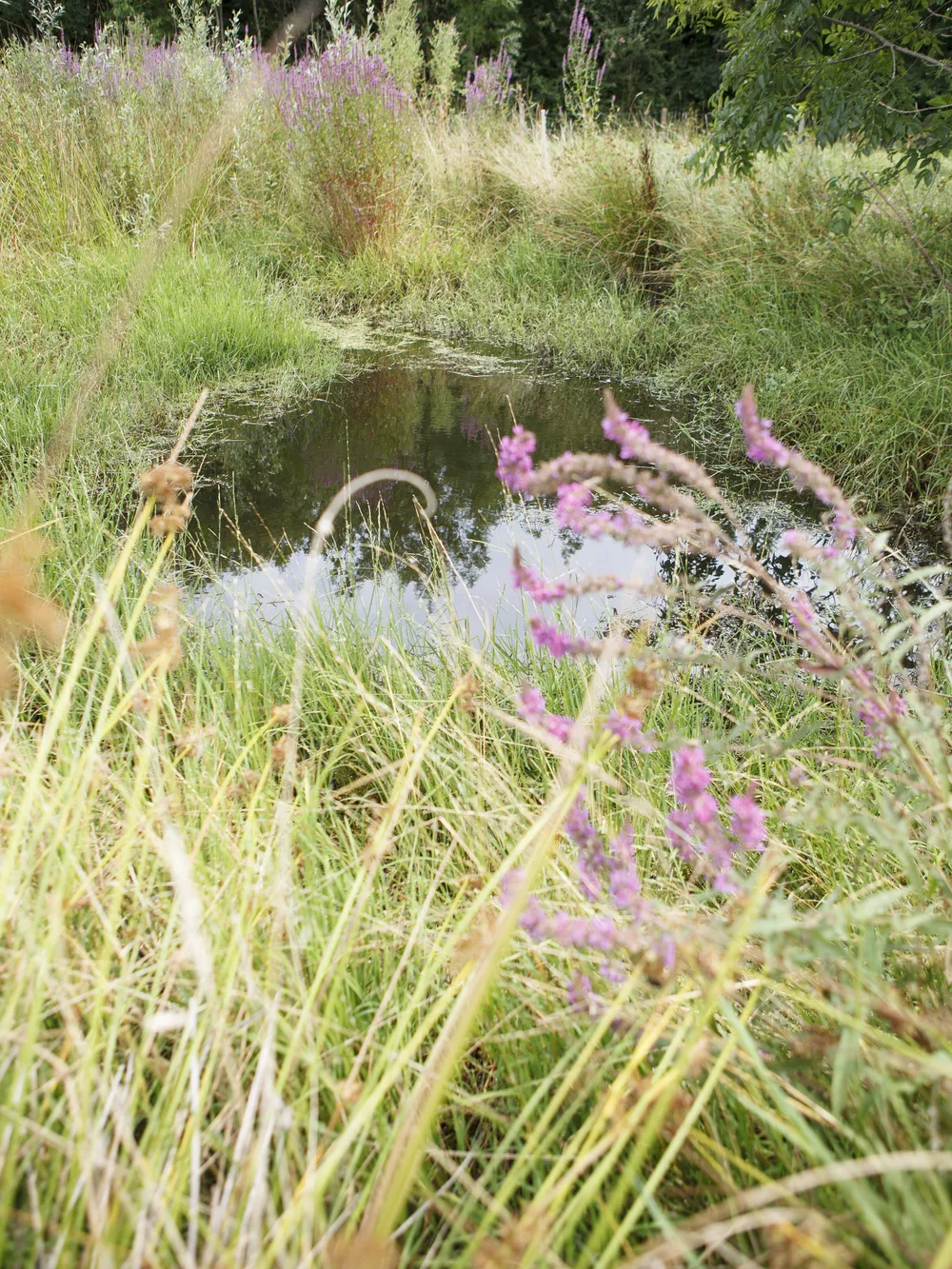 Klein vijvertje omgeven door wild gras, roze bloeiende planten en struikgewas in een natuurlijke, ongerepte omgeving. Op de achtergrond staan dichte groene bomen.