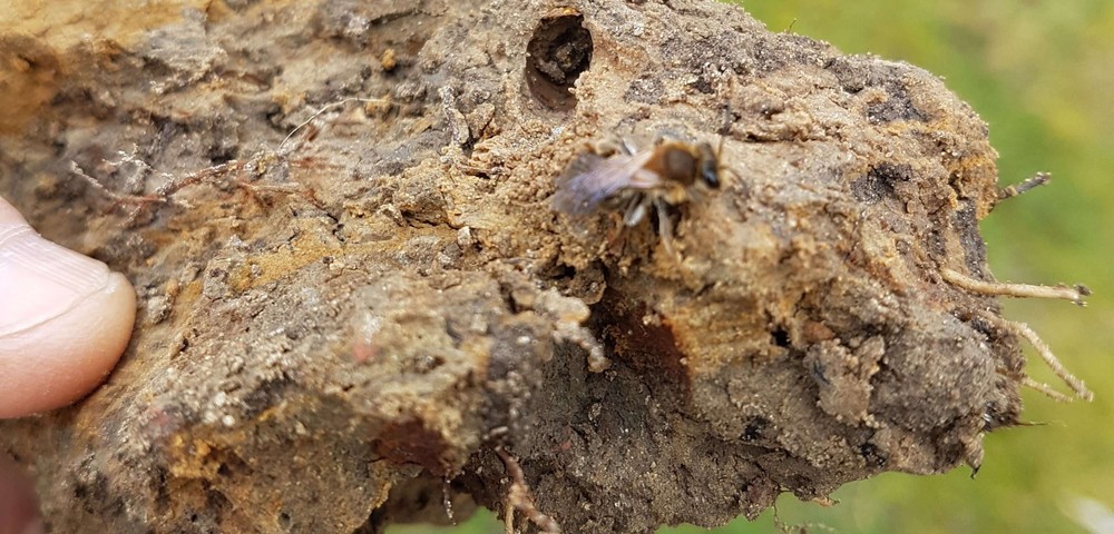 Close-up of a bee perched on a clod of soil held by a hand with a blurred green background