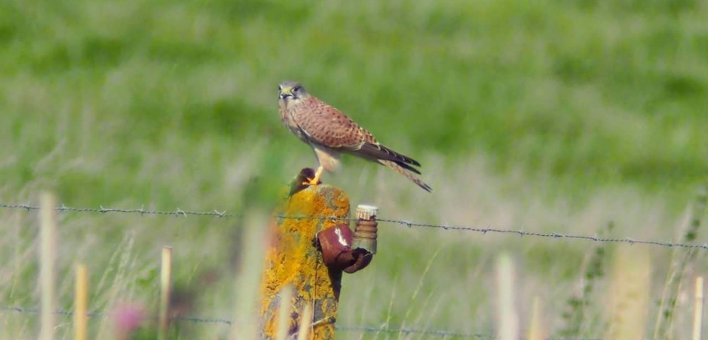 Falcon perched on a moss-covered fence post in a green field