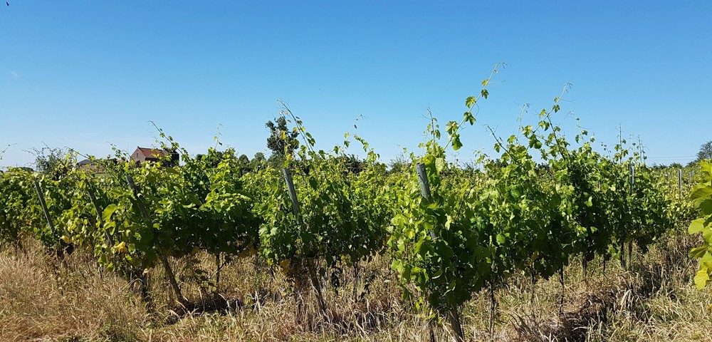 Rows of green grapevines growing in a vineyard with dry grass under a clear blue sky