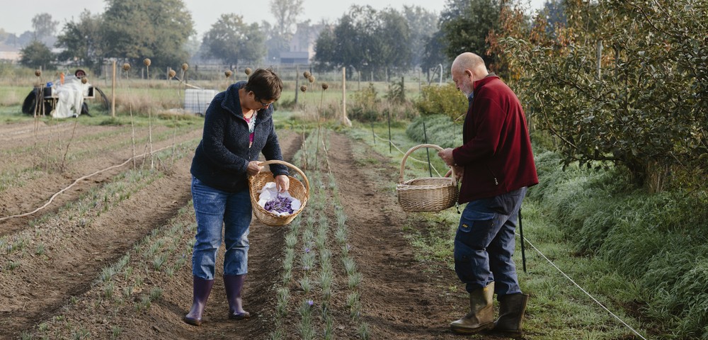 Two people picking purple saffron flowers in a field with baskets on a cloudy day